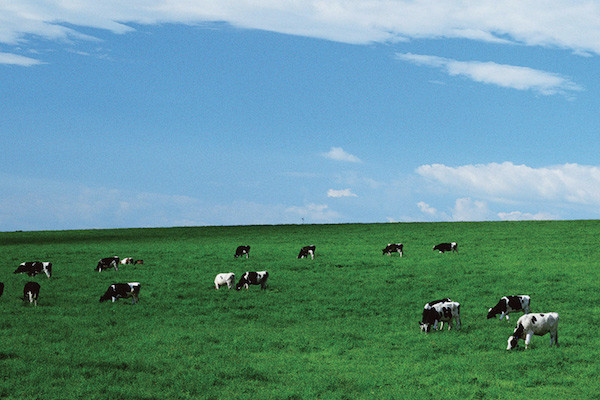 animals